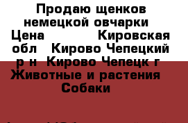 Продаю щенков немецкой овчарки › Цена ­ 5 000 - Кировская обл., Кирово-Чепецкий р-н, Кирово-Чепецк г. Животные и растения » Собаки   